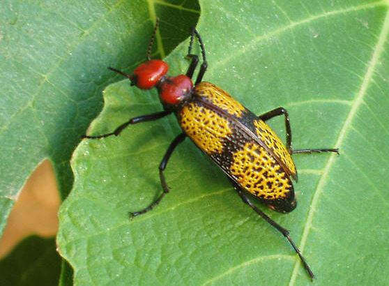 Iron Cross Blister Beetles in Imported Pre-packaged Leafy Vegetables
