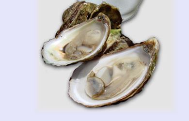 Future Seafoods Inc. brand oysters recalled
