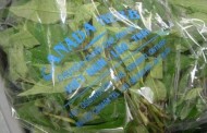 RAU RĂM (finger mint) and NGÒ GAI (culantro) may be unsafe due to Salmonella