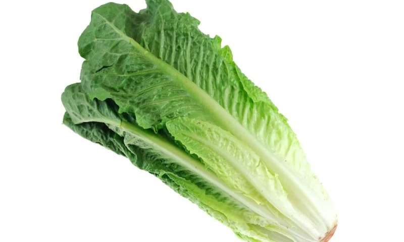 Information on Romaine Lettuce – Suggested Signage