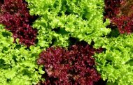 Certain cauliflower, red leaf lettuce and green leaf lettuce produced by Adam Bros Farming Inc.  recalled due to E. coli O157:H7